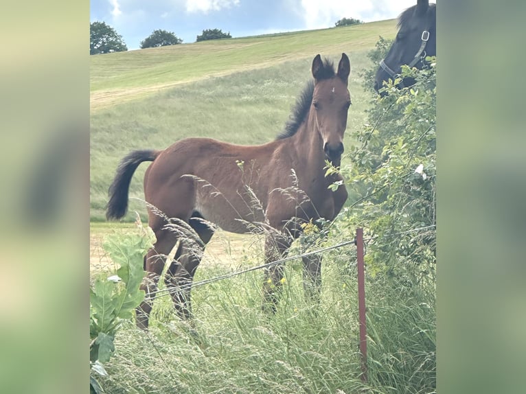 German Sport Horse Stallion  Brown in Renthendorf