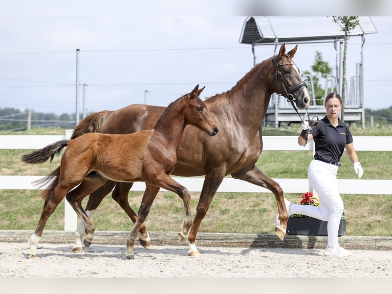 German Sport Horse Stallion Foal (03/2025) Brown in Rot an der Rot