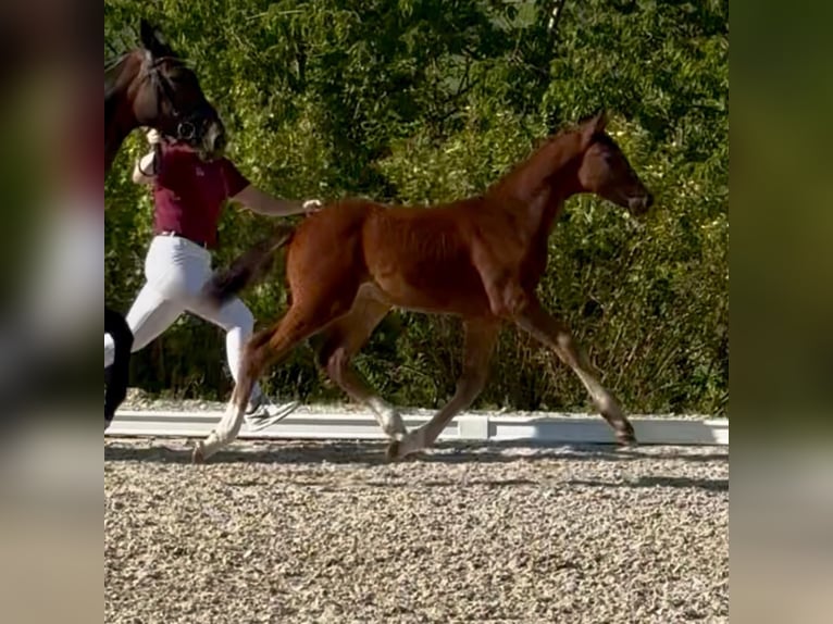 German Sport Horse Stallion Foal (03/2025) Brown in Schleibnitz