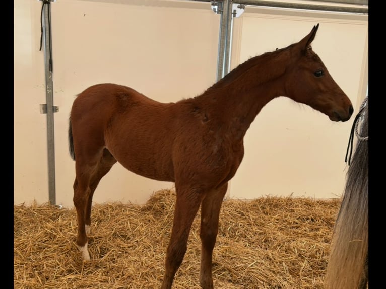 German Sport Horse Stallion Foal (02/2025) Brown in GROTE-BROGEL