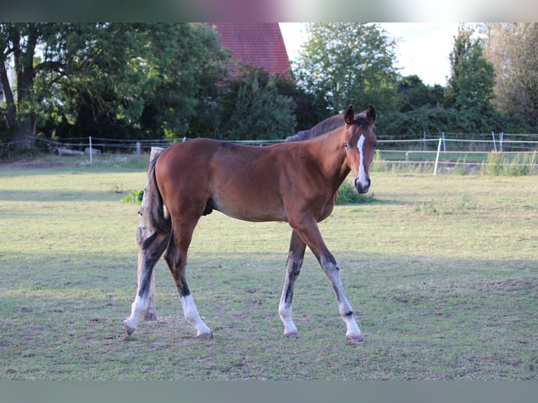 German Sport Horse Stallion Foal (05/2025) Brown in Hohenhameln