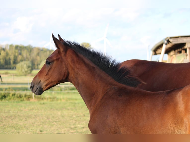 German Sport Horse Stallion Foal (05/2025) Brown in Hohenhameln