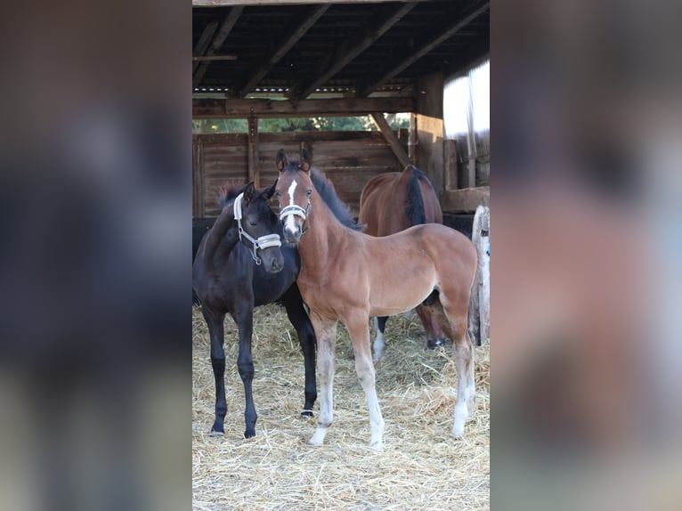 German Sport Horse Stallion Foal (05/2025) Brown in Hohenhameln