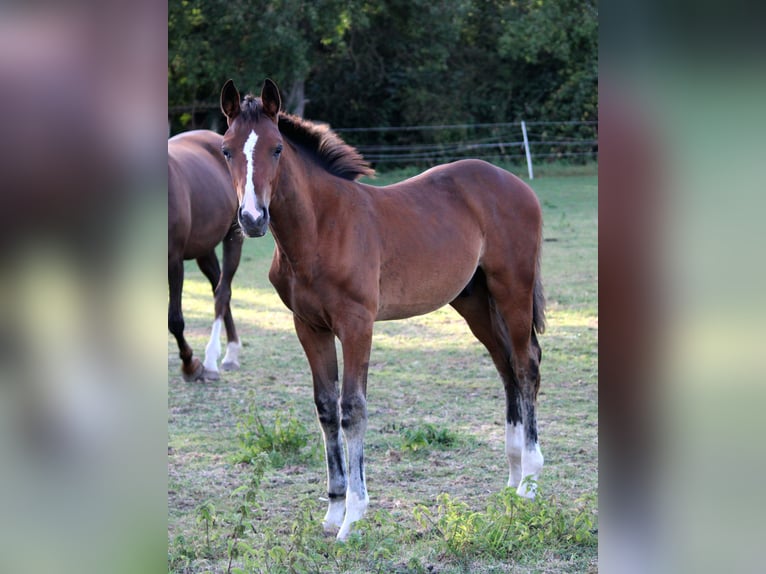 German Sport Horse Stallion Foal (05/2025) Brown in Hohenhameln