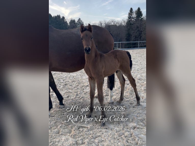 German Sport Horse Stallion Foal (02/2026) Brown in Wangen im Allgäu