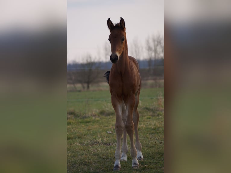German Sport Horse Stallion  Brown in Zerbst