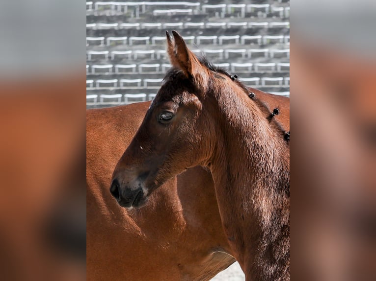 German Sport Horse Stallion Foal (03/2025) Brown in Gomadingen