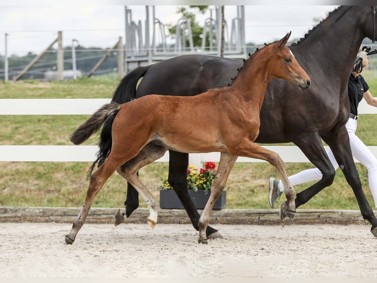 German Sport Horse Stallion Foal (04/2025) Brown in Gomadingen