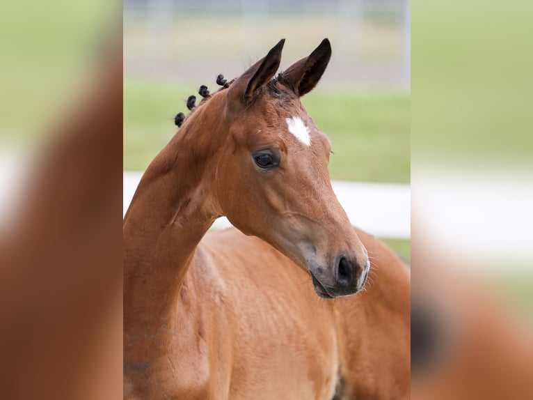 German Sport Horse Stallion Foal (04/2025) Brown in Gomadingen