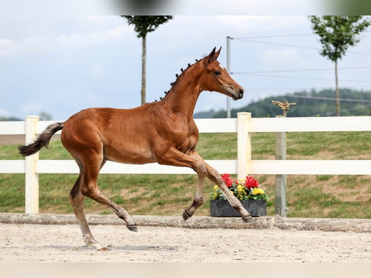 German Sport Horse Stallion Foal (04/2025) Brown in Gomadingen