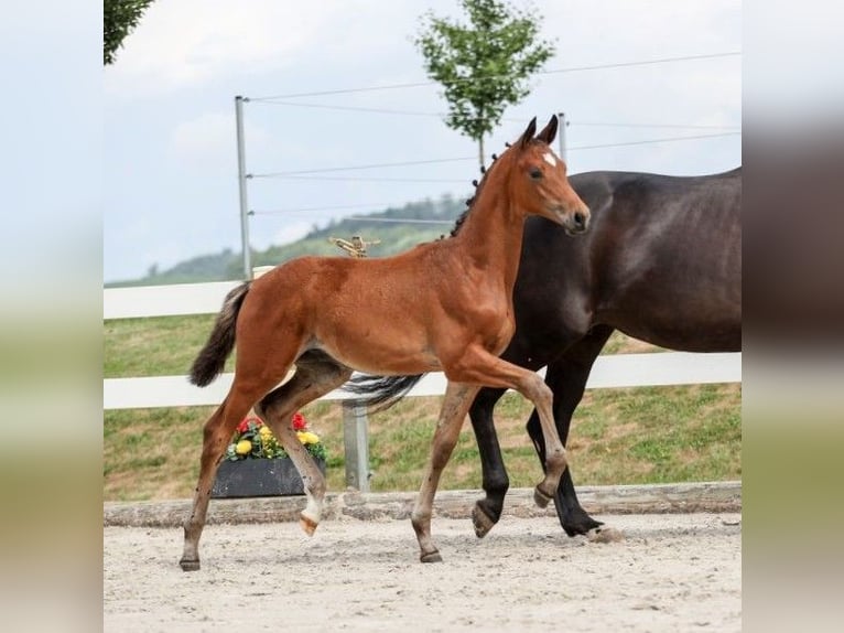 German Sport Horse Stallion Foal (04/2025) Brown in Gomadingen