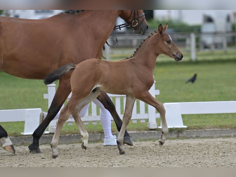 German Sport Horse Stallion Foal (05/2026) Brown in Standenbühl