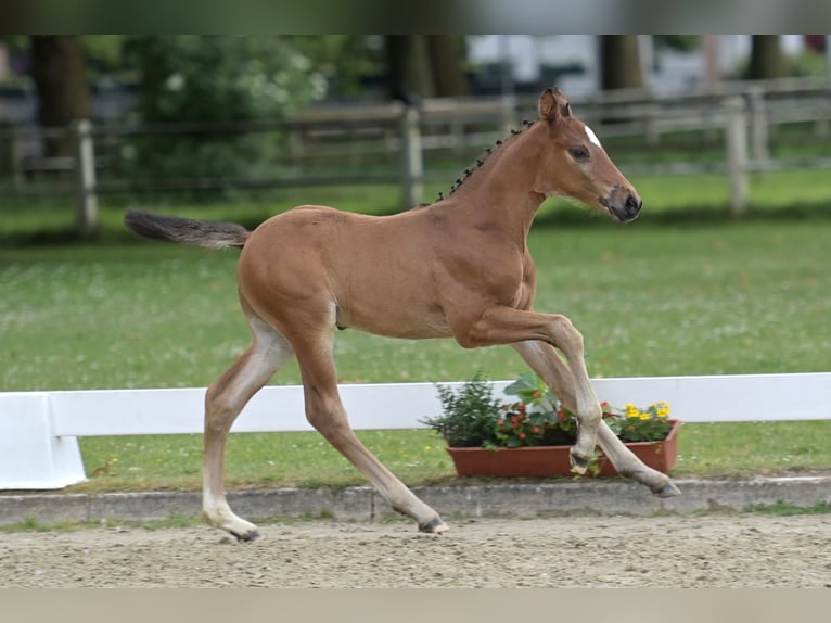 German Sport Horse Stallion Foal (05/2026) Brown in Standenbühl