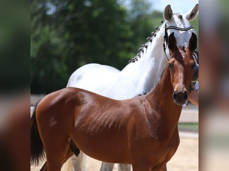 German Sport Horse Stallion Foal (02/2025) Brown in GROTE-BROGEL