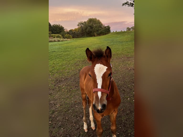 German Sport Horse Stallion Foal (06/2025) Brown in Brahmenau