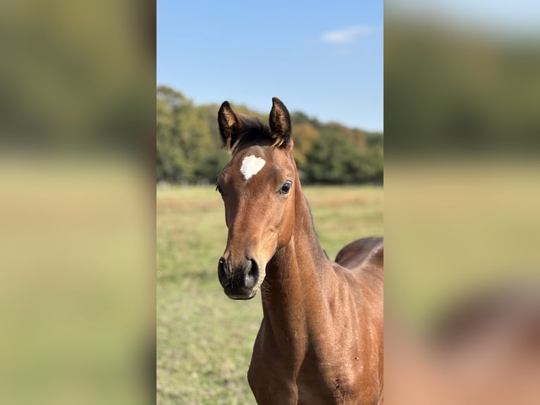 German Sport Horse Stallion Foal (05/2025) Brown in Kalbe