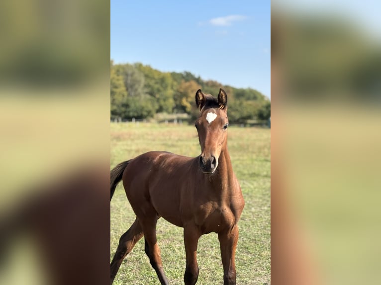 German Sport Horse Stallion Foal (05/2025) Brown in Kalbe