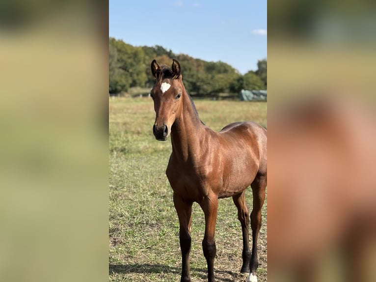 German Sport Horse Stallion Foal (05/2025) Brown in Kalbe