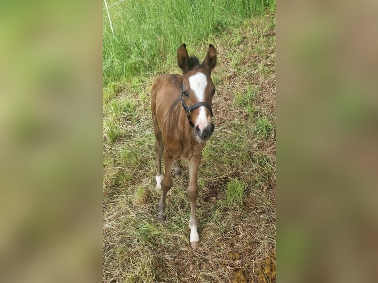 German Sport Horse Stallion Foal (05/2025) Brown in Zwickau