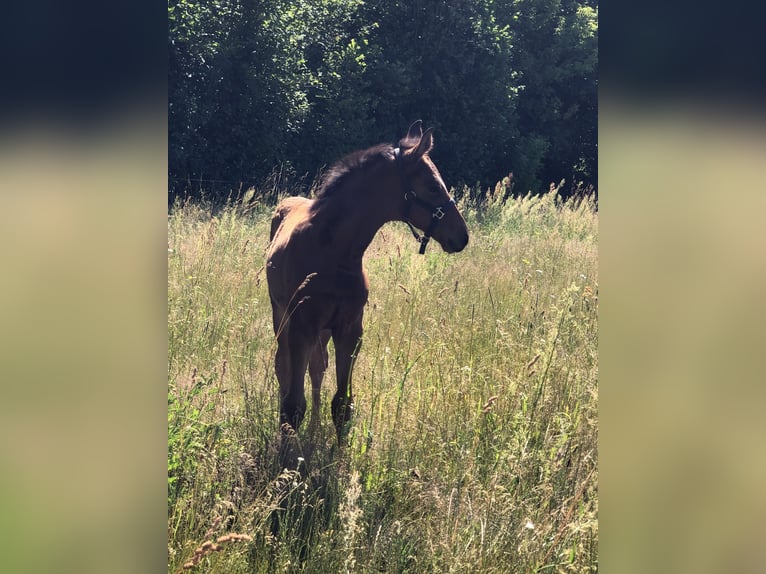 German Sport Horse Stallion Foal (01/2026) Brown in Lutherstadt Wittenberg
