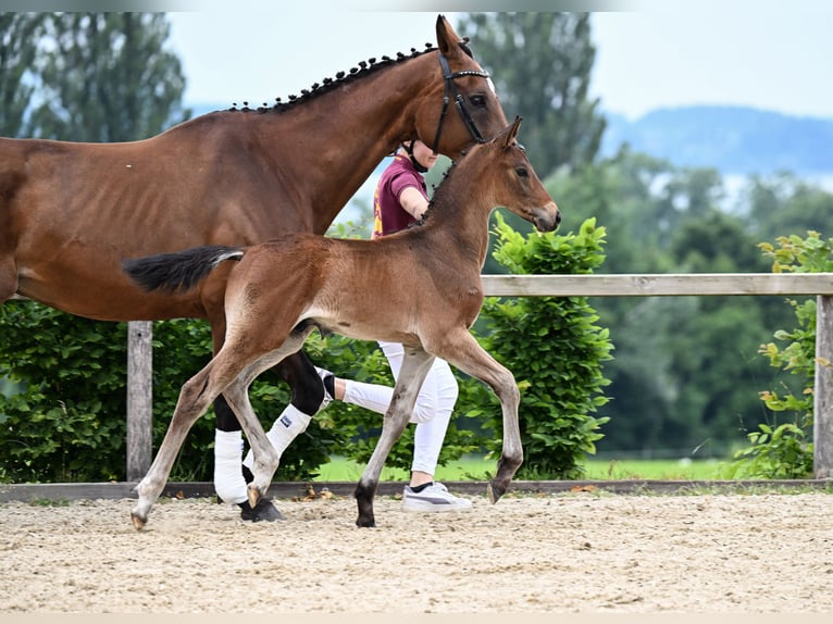 German Sport Horse Stallion Foal (05/2025) Brown in M&#xFC;nchen