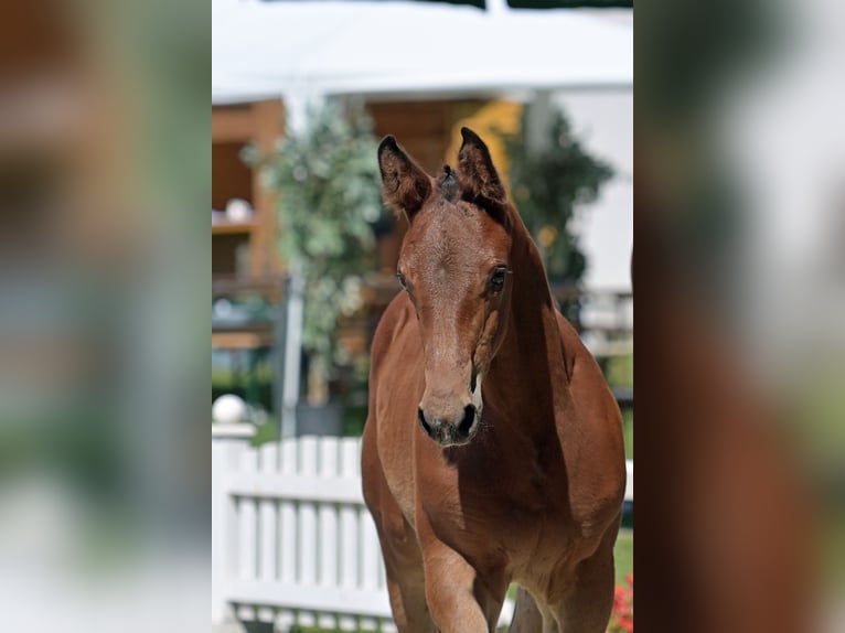 German Sport Horse Stallion Foal (06/2025) Brown in Oberzent