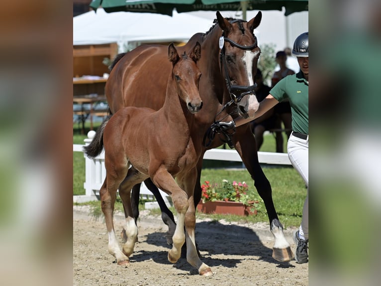 German Sport Horse Stallion Foal (06/2025) Brown in Oberzent