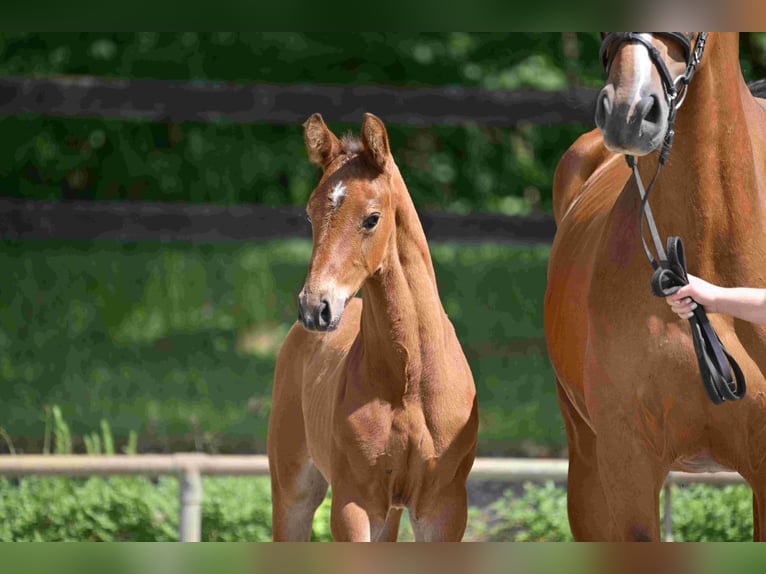 German Sport Horse Stallion  Brown in Arendsee