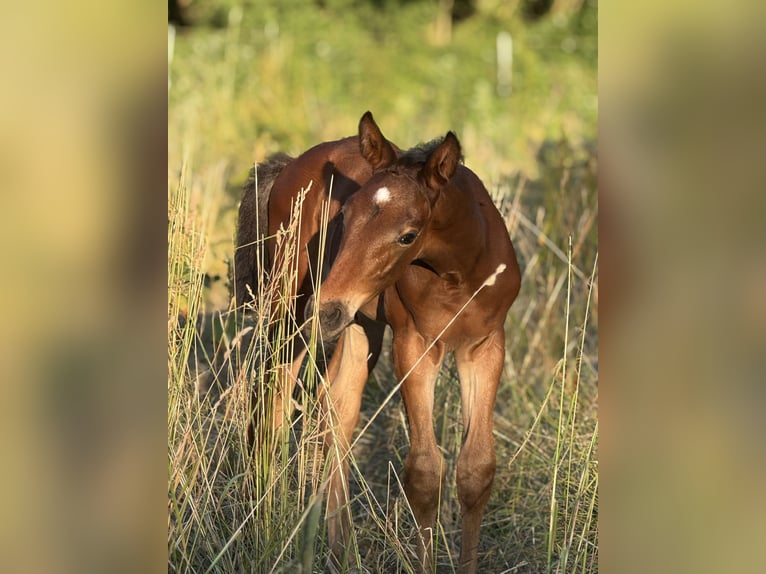 German Sport Horse Stallion  Brown in Nesse-Apfelst&#xE4;dt