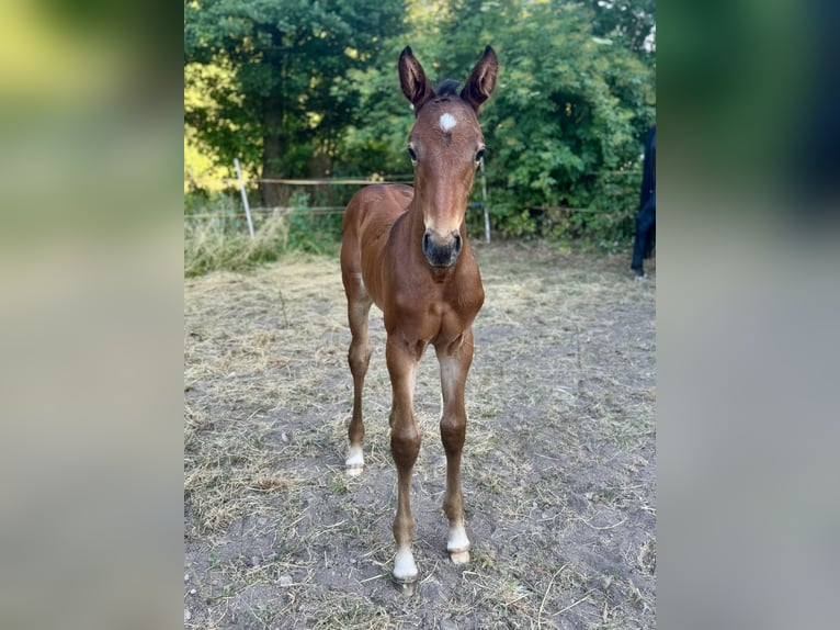 German Sport Horse Stallion  Brown in Nesse-Apfelst&#xE4;dt