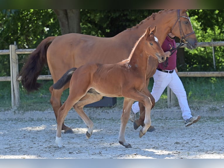 German Sport Horse Stallion Foal (01/2026) Brown in Standenbühl