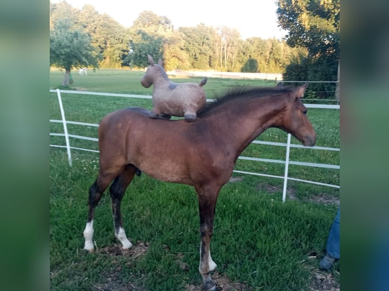 German Sport Horse Stallion Foal (04/2025) Brown in Berg