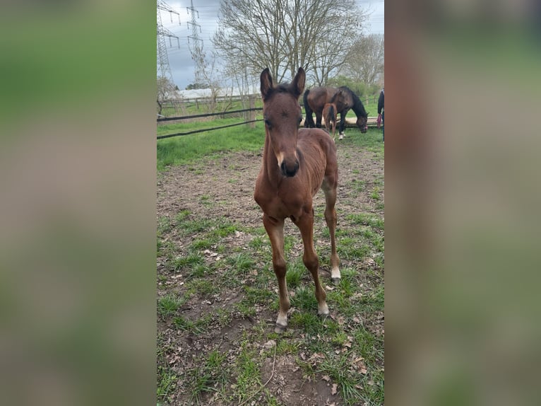 German Sport Horse Stallion Foal (03/2026) Brown in Dormagen