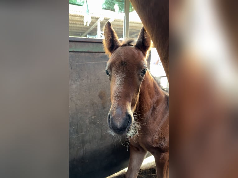 German Sport Horse Stallion Foal (03/2026) Brown in Dormagen