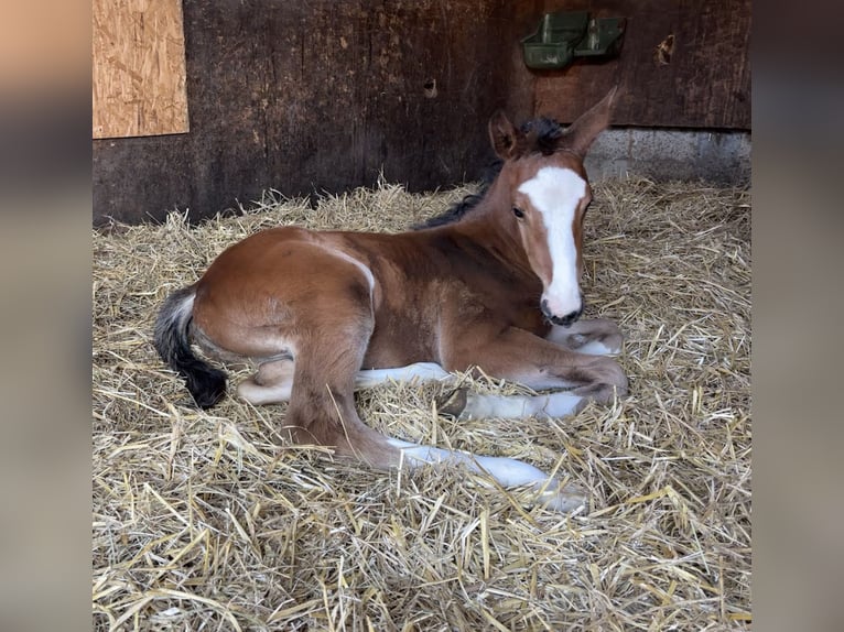 German Sport Horse Stallion Foal (03/2026) Brown in Wangen im Allgäu