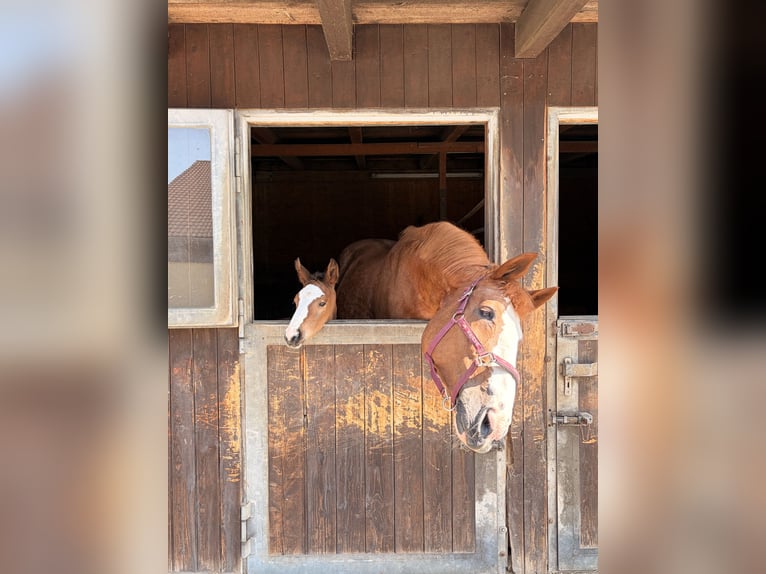 German Sport Horse Stallion Foal (03/2026) Brown in Wangen im Allgäu