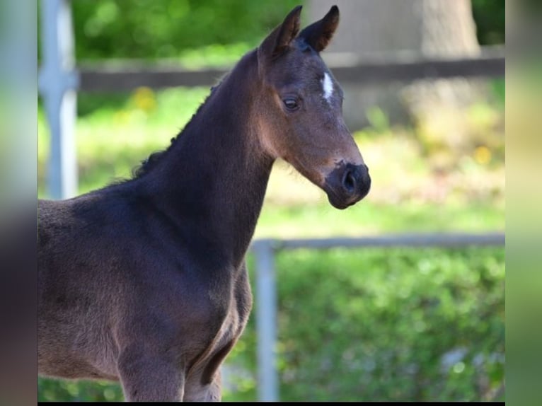 German Sport Horse Stallion Foal (04/2023) Brown in Stendal