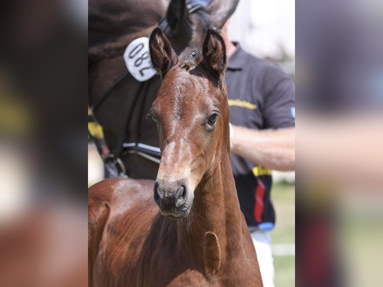 German Sport Horse Stallion Foal (05/2025) Brown in Fronhofen