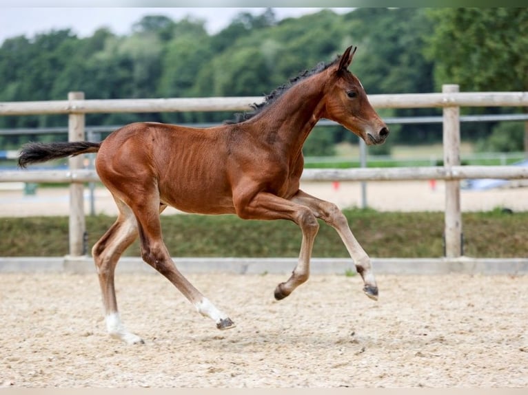 German Sport Horse Stallion Foal (06/2025) Brown in Fronhofen