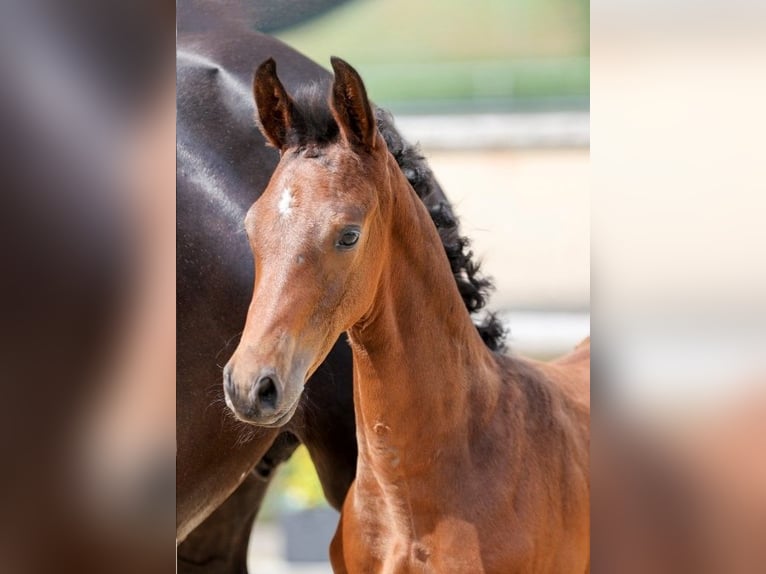 German Sport Horse Stallion Foal (06/2025) Brown in Fronhofen