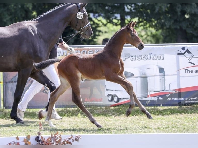 German Sport Horse Stallion Foal (05/2025) Brown in Fronhofen