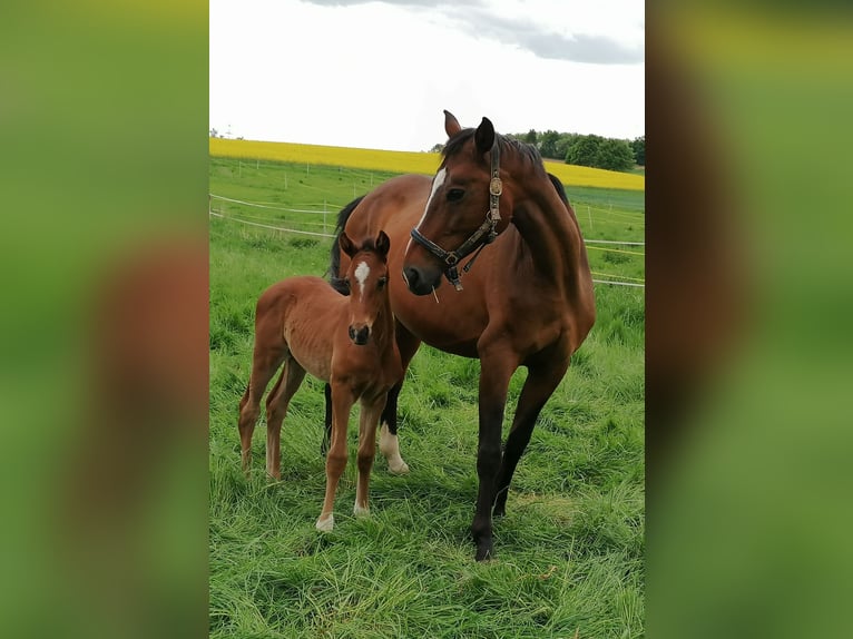German Sport Horse Stallion Foal (04/2025) Brown in Fuldatal German Sport Horse Stallion Foal (04/2025) Brown in Fuldatal