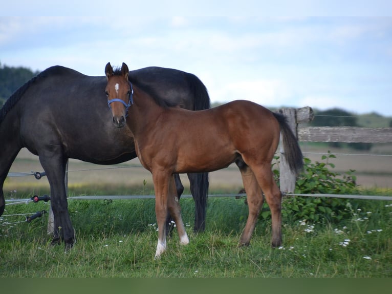 German Sport Horse Stallion Foal (04/2025) Brown in Gerolfingen