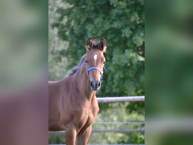 German Sport Horse Stallion Foal (04/2025) Brown in Gerolfingen
