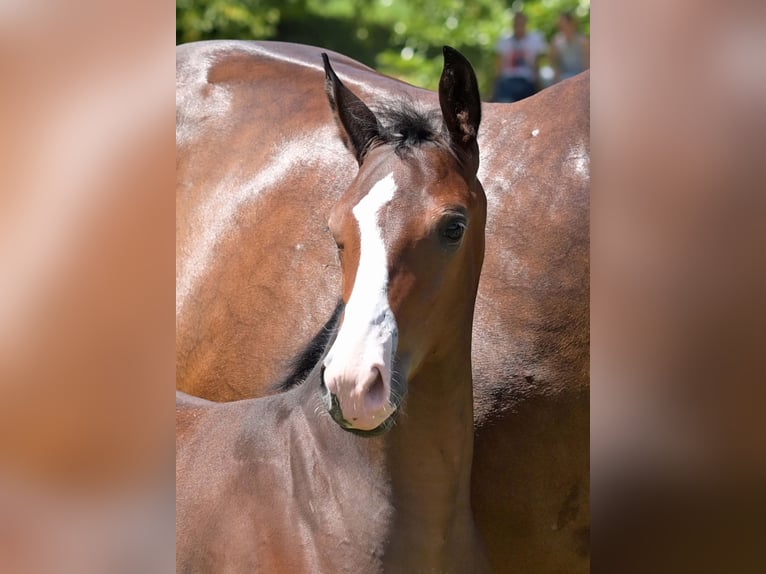 German Sport Horse Stallion Foal (04/2025) Brown in Gomadingen