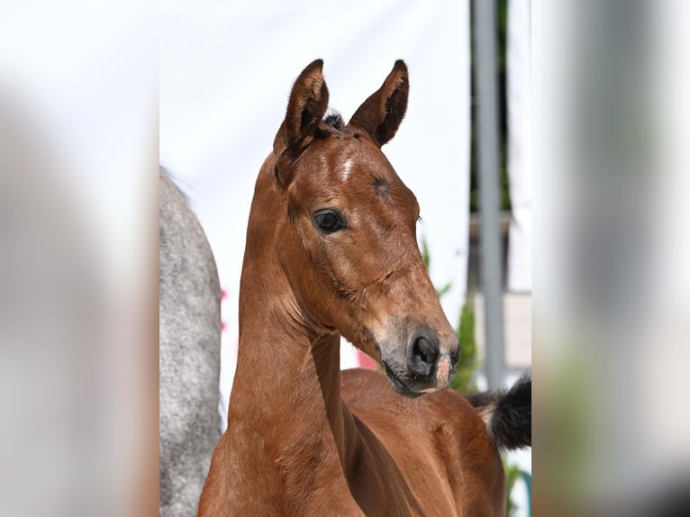 German Sport Horse Stallion Foal (05/2025) Brown in Gomadingen