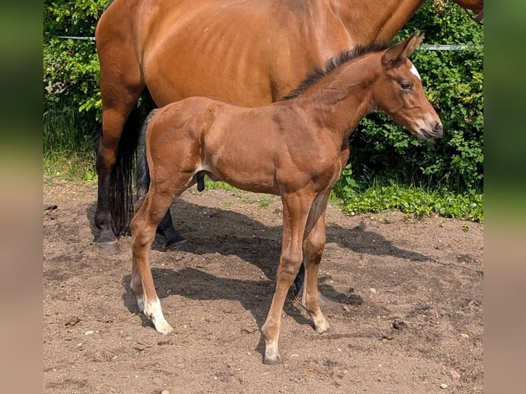 German Sport Horse Stallion Foal (05/2025) Brown in Gardelegen