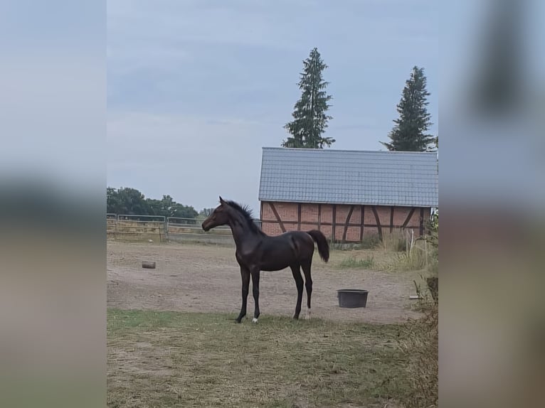 German Sport Horse Stallion  Brown in Kerkau