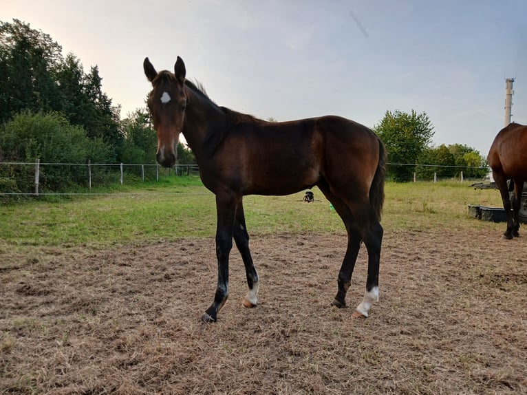 German Sport Horse Stallion  Brown in Sonnewalde