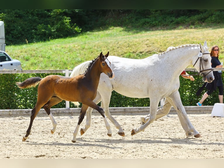 German Sport Horse Stallion Foal (04/2023) Brown in Thalberg